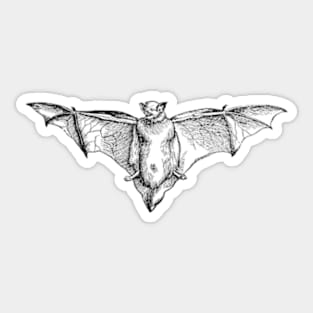 Bat Sticker